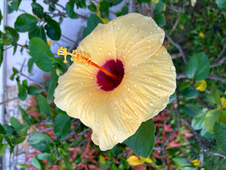 Yellow hibiscus flower with raindrops on the petalsの写真素材