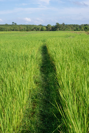 Green rice fieldsの写真素材