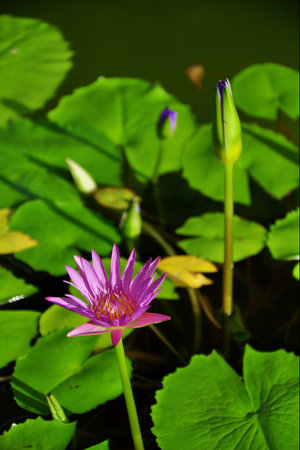 lotus flowerの写真素材