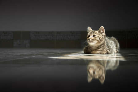 little cat in darkの写真素材