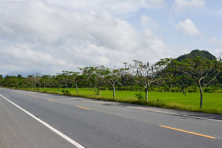 roadway through the forestの写真素材