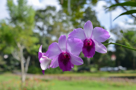 Beautiful Purple Violet Flowerの写真素材