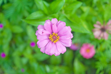 Pink zinniaの写真素材