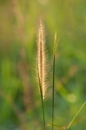 flower and sunsetの写真素材