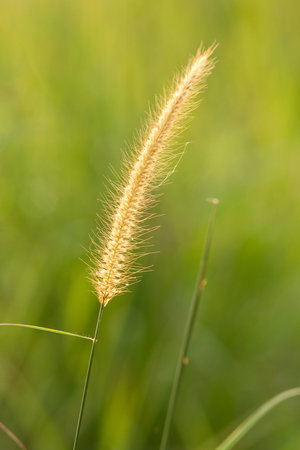 flower and sunsetの写真素材