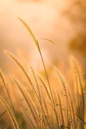 flower and sunsetの写真素材
