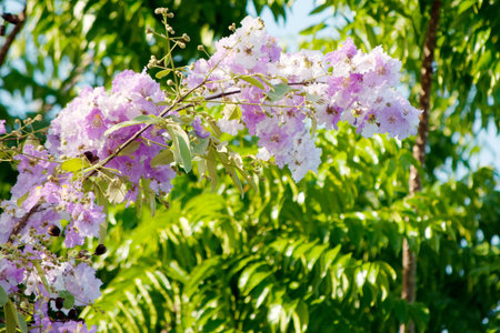 Cananga odorata flowers, Thai Flower Tabak
