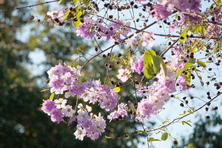 Cananga odorata flowers, Thai Flower Tabakの写真素材