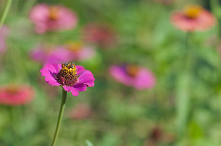 zinnia flowerの写真素材