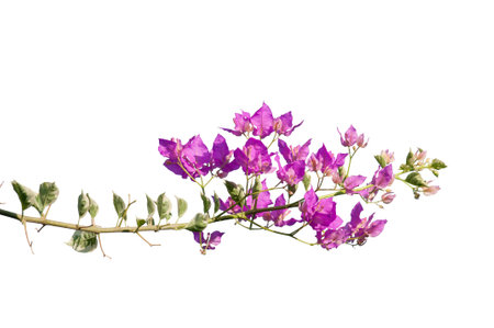 Bougainvilleaの写真素材