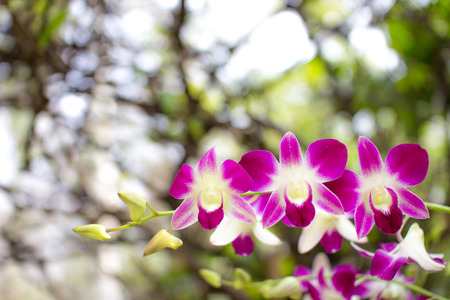 orchidの写真素材