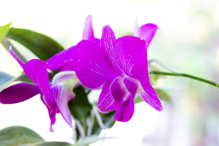 orchidの写真素材