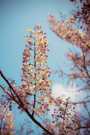 Beautiful cherry blossom sakura