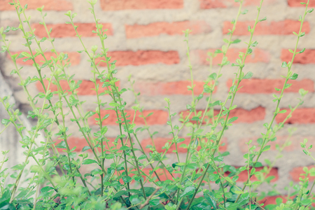 Top green sticks on the wall background.の写真素材