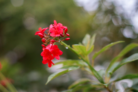 Jatropha on parksの写真素材