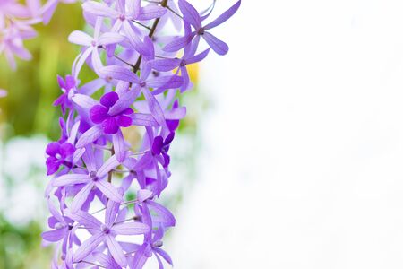 Beautiful Purple Wreath(Petrea Volubilis) or Queen's Wreath,Sandpaper Vine decorated in garden with bokeh background. Flower,garden ening or outdoor concept.の写真素材
