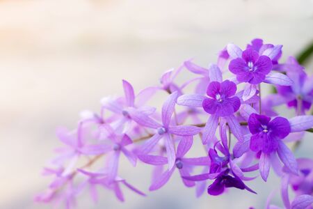 Beautiful Purple Wreath(Petrea Volubilis) or Queen's Wreath,Sandpaper Vine decorated in garden with...