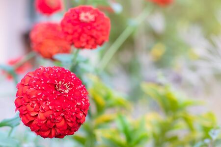 Marigold flower in the garden.の写真素材