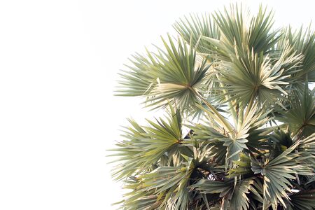 Sugar palm tree in early morning. (palmyra palm)の写真素材