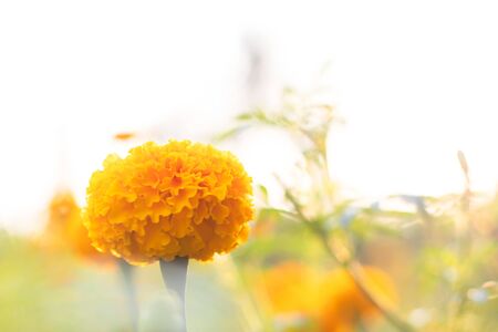 Marigold flower in the gardenの写真素材