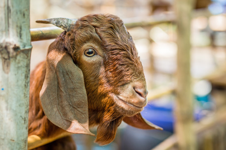 goatの写真素材