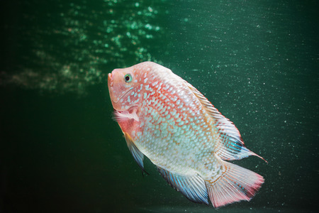 Cichlidsの写真素材