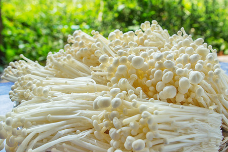 mushroomの写真素材