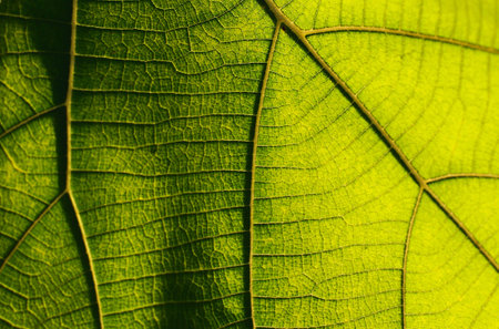 Green leaf