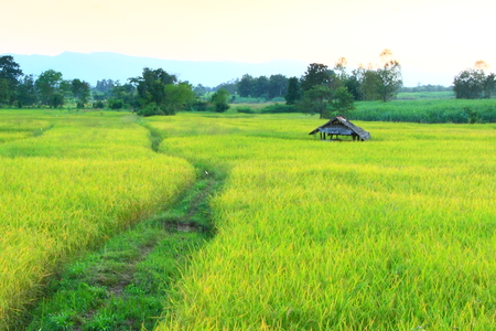 Mature harvest of golden riceの写真素材