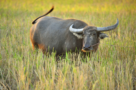Buffalo graze the green pastures.