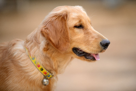 Dog golden brown.の写真素材