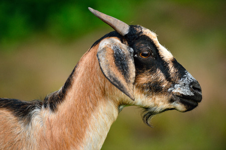 Goats eat in the pasturesの写真素材
