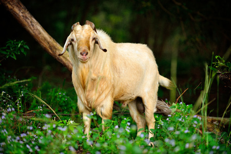 Goats eat in the pasturesの写真素材