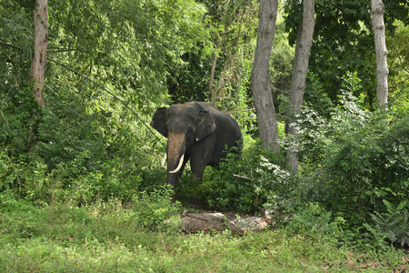 Asian Elephant In the wild, Thailand