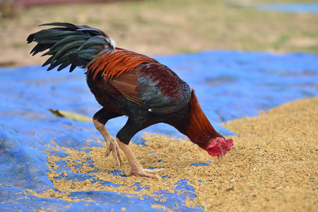 Gamecocks Thailand eatingの写真素材