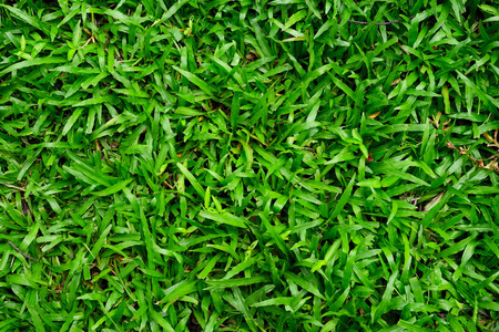 green grass. natural background texture. fresh spring green grass.
