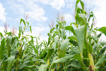Corn fields on mountain under blue skyの写真素材