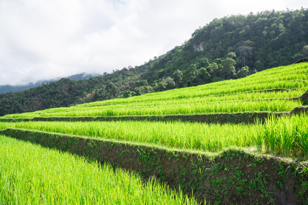 Blue sky and green Terraced Rice Field in PA bong piang Chiangmai, Thailandの写真素材