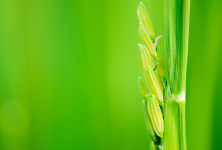 Close up of rice seed or paddy,selective focus.の写真素材