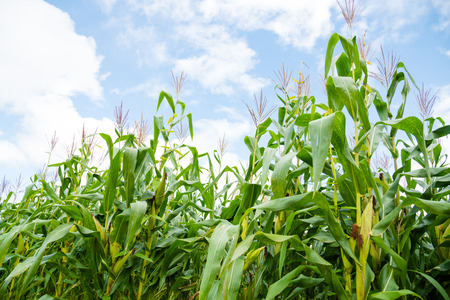 Corn fields on mountain under blue skyの写真素材