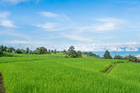 Blue sky and green Terraced Rice Field in PA bong piang Chiangmai, Thailandの写真素材