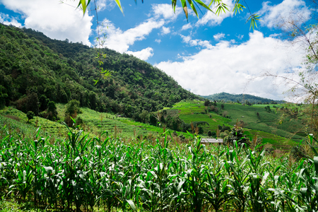 Corn fields on mountain under blue skyの写真素材