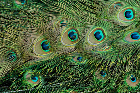 Colorful peacock feathersの写真素材
