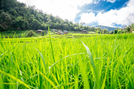 Blue sky and green Terraced Rice Field in PA bong piang Chiangmai, Thailandの写真素材