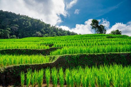 Blue sky and green Terraced Rice Field in PA bong piang Chiangmai, Thailandの写真素材