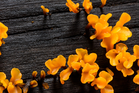 Close up of yellow mushrooms on stumps.(Dacryopinax Spathularia)の写真素材
