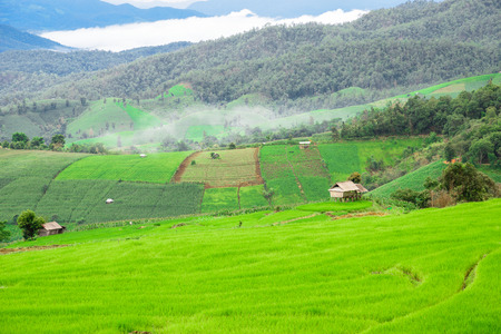 Blue sky and green Terraced Rice Field in PA bong piang Chiangmai, Thailandの写真素材