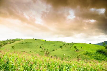 Gray sky in rainny day at green terraced rice field,PA bong piang Chiangmai, Thailandの写真素材