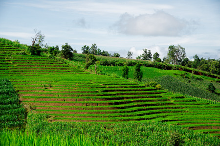 Blue sky and green Terraced Rice Field in PA bong piang Chiangmai, Thailandの写真素材