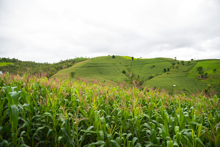 Corn fields on mountain under rain cloud.の写真素材